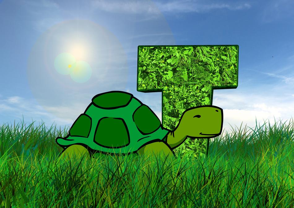 Cute and beautiful turtle, near the green 'T' letter with plants, on the green grass in sunlight