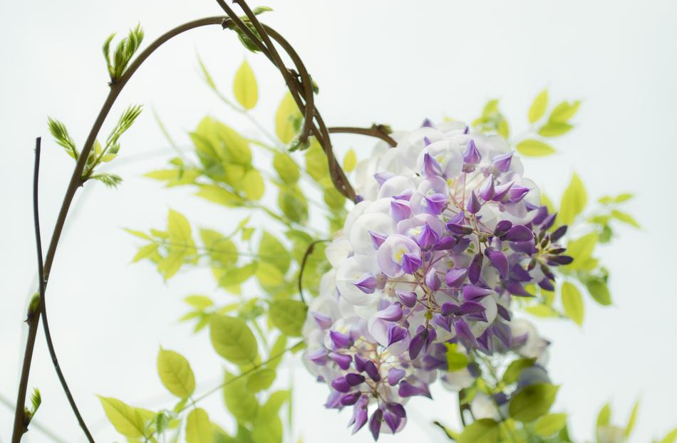 branch with a lush inflorescence as computer graphics