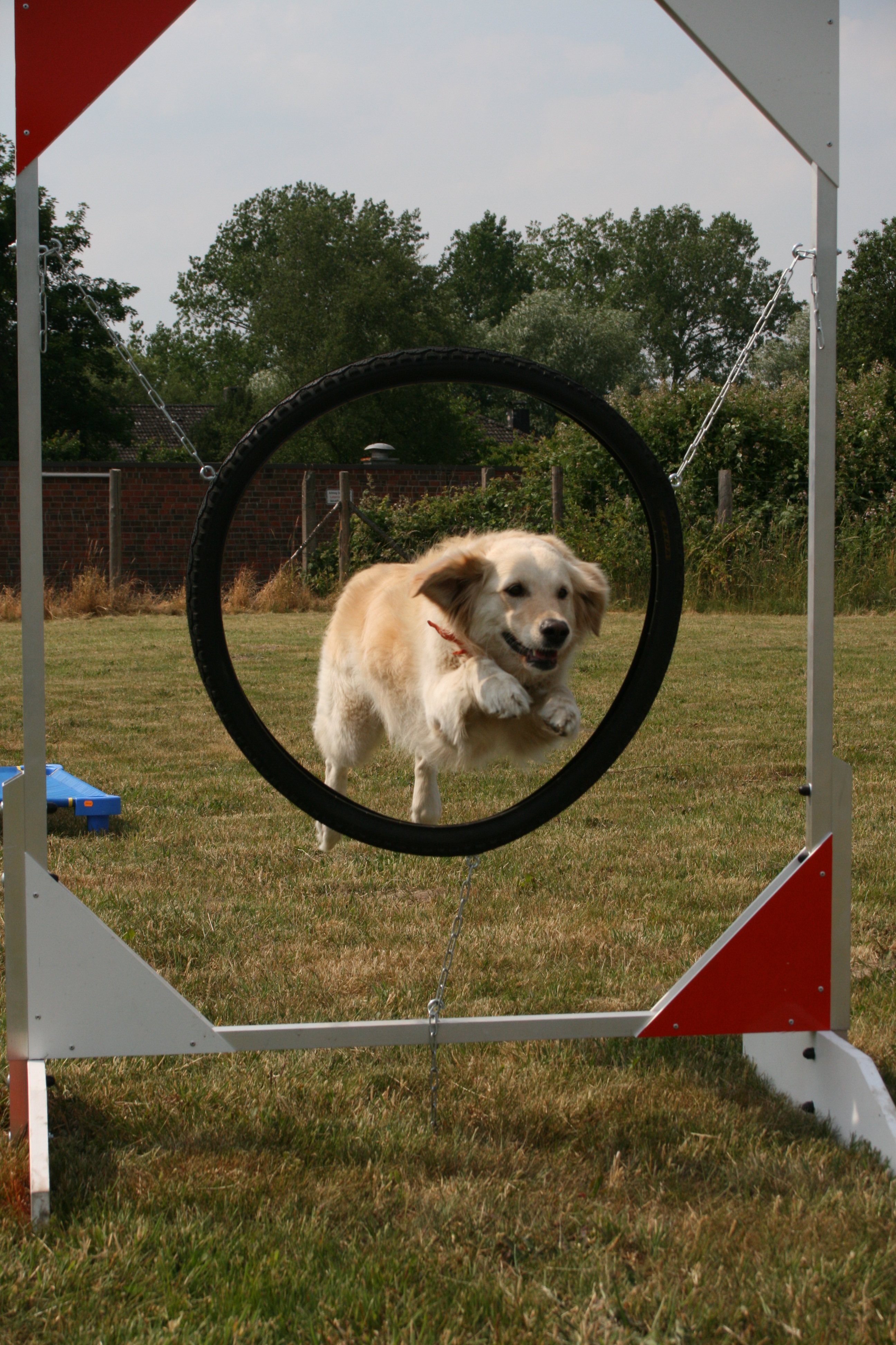 Dog school. Школа для собак. Собачья школа. Фотографии уличных собак. Собачья школа фото.