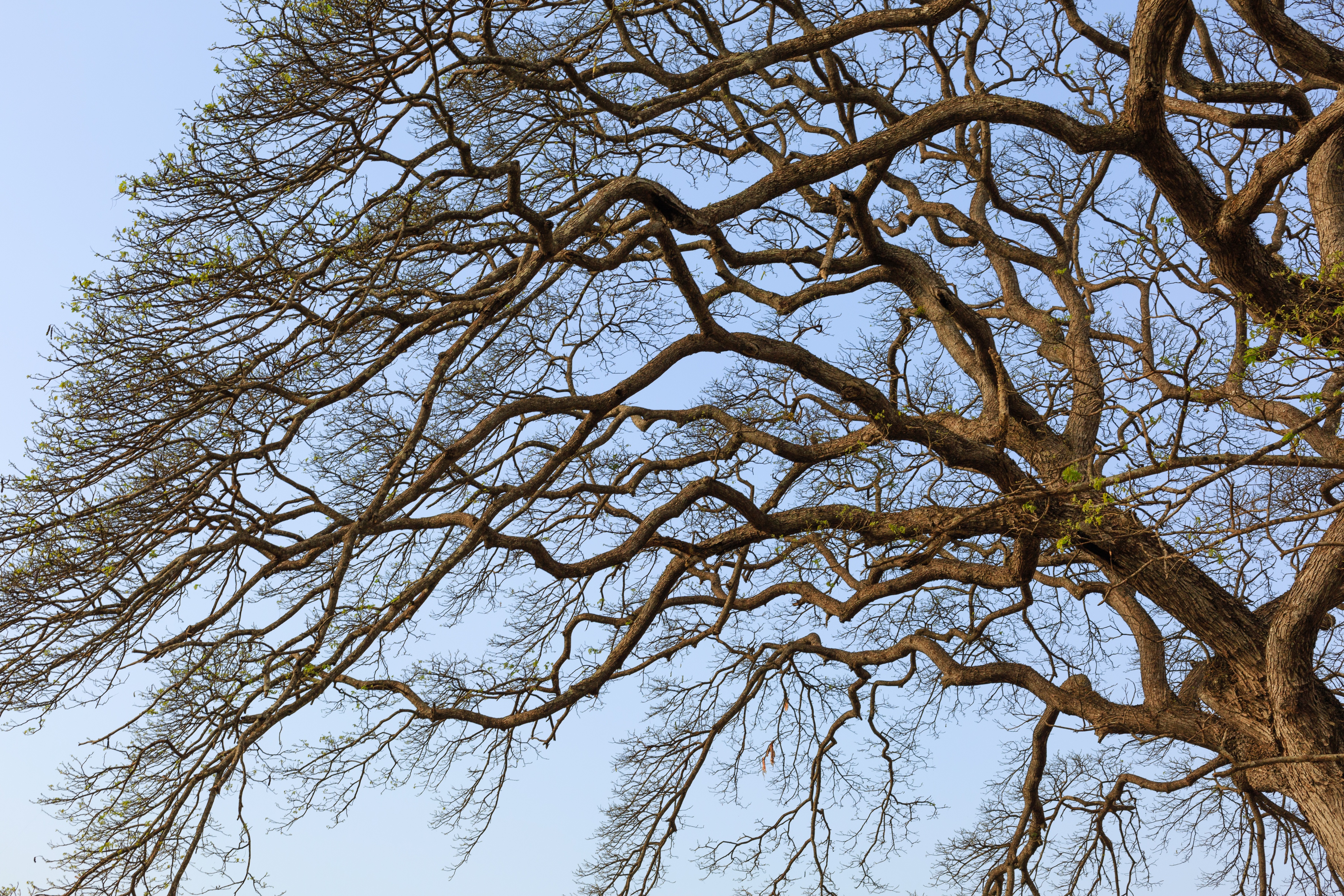 M tree. Кудрявое дерево. Завитые деревья. Дерево завитое. Ветвистое дерево кудрявое.