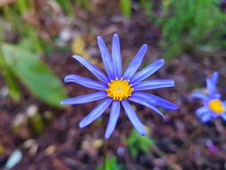 Smartphone picture of Fresh Flower