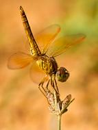 macro picture of dragonfly insect at nature