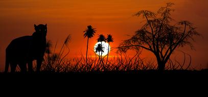 Beautiful landscape with silhouettes of the jaguar, among the plants, at beautiful, orange sunset, clipart