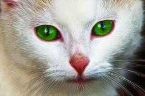 portrait of a white kitten with bright green eyes