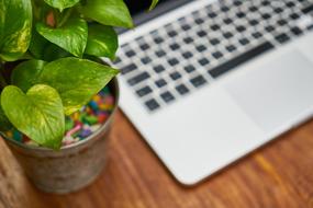 green plant near laptop in blurred background