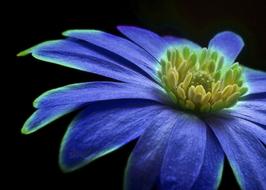 Graphical design of the beautiful, purple, green and yellow flower, at black background, clipart