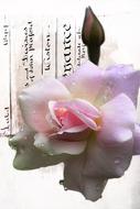 Rose Bud Flower
