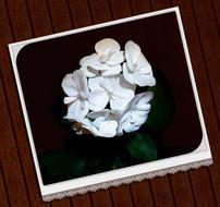 Collage with the beautiful, white flowers, at black background, on the wooden surface, clipart