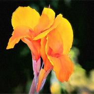 painted lily yellow flower