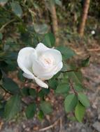 Mobile Click Shots rose