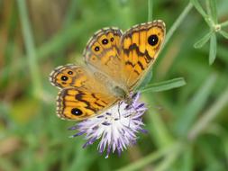 Detail photo of Wild Orange Butterfly