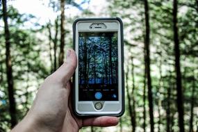 Man hand forest