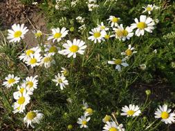 White Daisy Flowers at spring