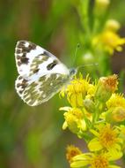 Butterfly on Flower Libar Euchloe