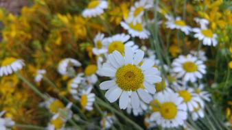 Daisy in a blurred background