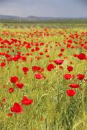 Beautiful field with red Papaver Rhoeas flowers, among the colorful grass, near the mountains