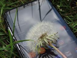 Close-up of the beautiful, white and green dandelion flower on the shiny smartphone, among the green grass