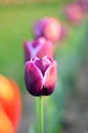 purple tulips on a blurred background