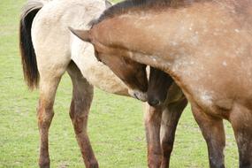 Horses Friendship Coupling