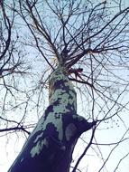 tree without leaves, bottom view