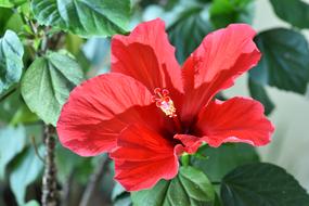 Hibiscus Rose-Sinensis flower