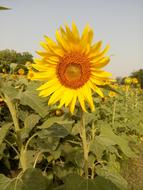 Photography Mobile Click Shots