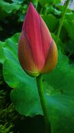 macro photography of red lotus flower button