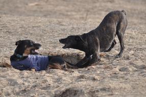 aggressive play of dogs on the sand