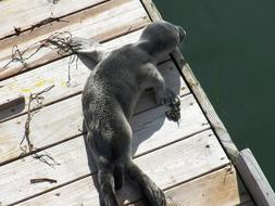 Seal Baby on pier