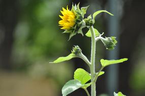 Close-up of the beautiful Sunflower plant with yellow flowers and green leaves, in sunlight