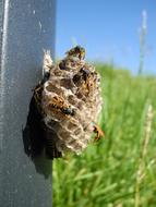 Wasps Nest Alveoli