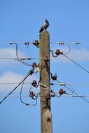 Pigeon on Telephone Wires