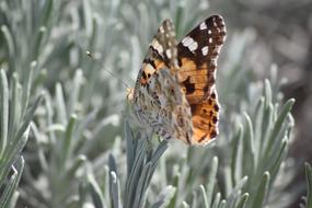 Vanesse Thistles Beautiful Lady