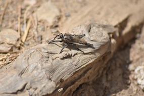 Machimus Maximus insect