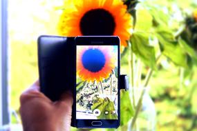 Person capturing colorful sunflower, on smartphone