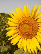Photography of sunflower plant