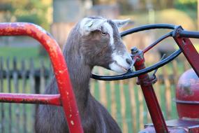 Goat Tractor Farm