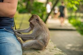 small Indonesia Monkey near the person