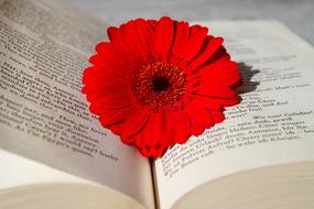 Book Open Read and flowers