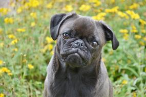 Pug Dog Small black