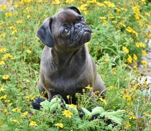photo of a cute pug on a green meadow