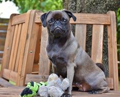 Pug Dog with toy