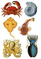 collage vintage ocean life drawing