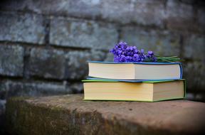 blue flowers on books on stone