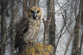 Great Grey Owl forest