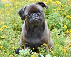 Pug Dog cute and flowers