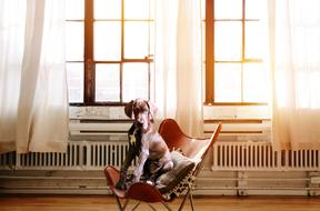 Beautiful dog sitting on the chair near the windows in light