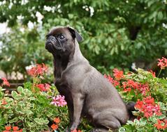 Pug Dog Small with flowers