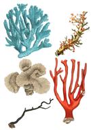 vintage image of colorful corals