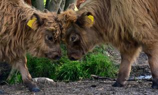 Galloway Calf